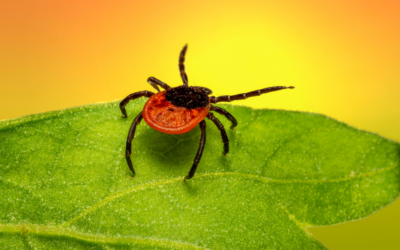 Tick Bites: Protecting your Pet From the Pesky Parasites