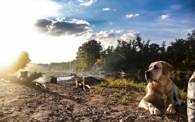 Tips & Advice for Camping With Your Pet!