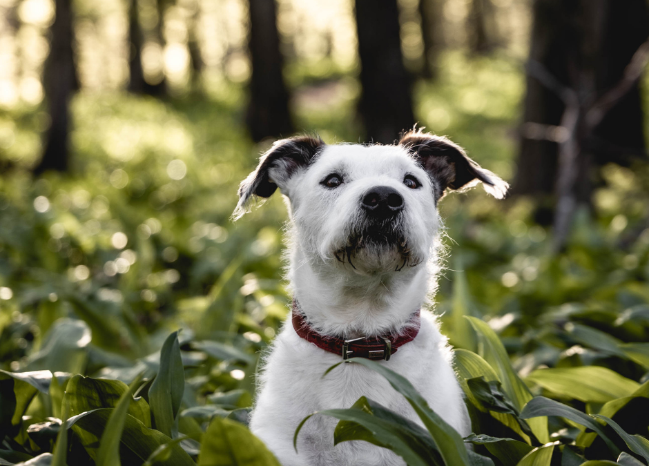 Protecting your Dog from Lyme disease