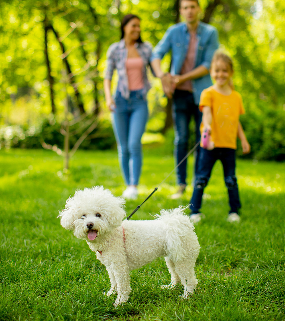 dog walking at the park with family