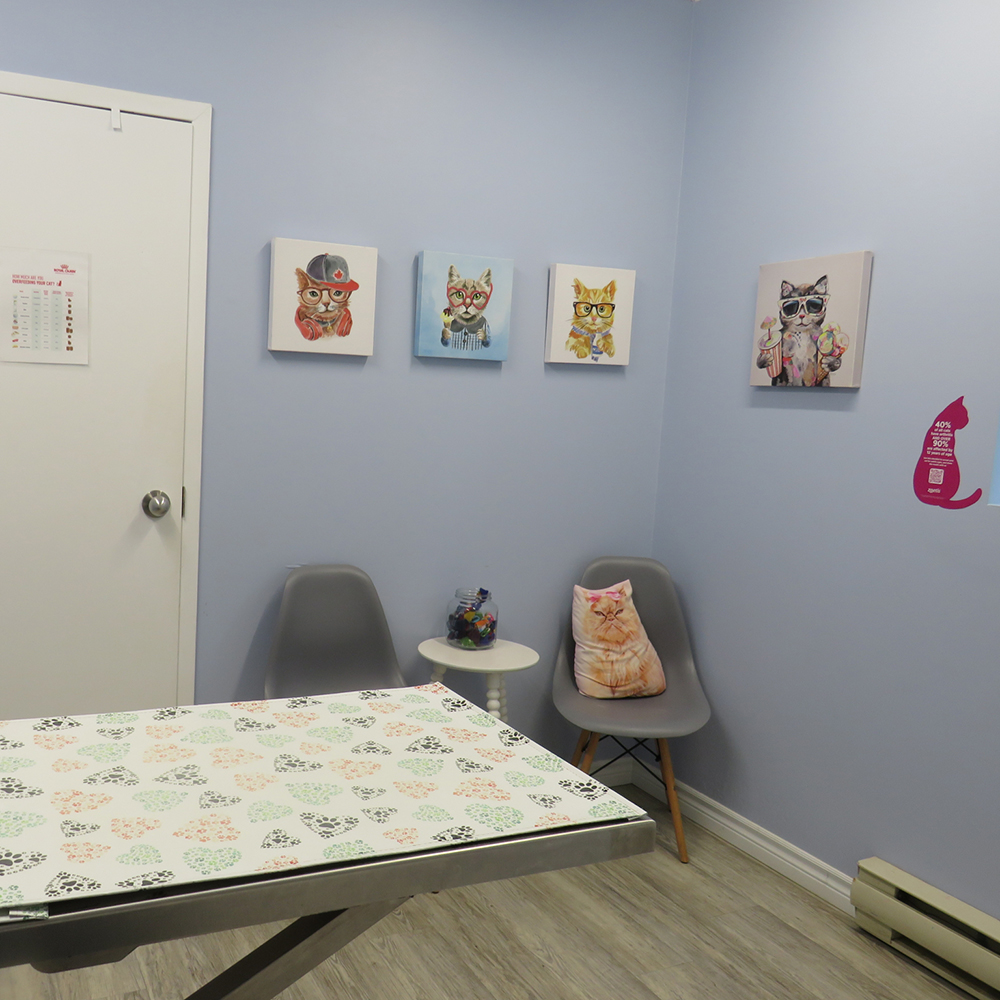Simcoe Veterinary Hospital exam room