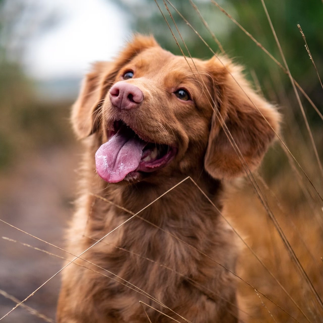 A Nova Scotia Duck Tolling Retriever