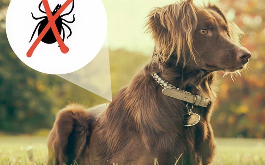 Protecting your Dog from Lyme disease