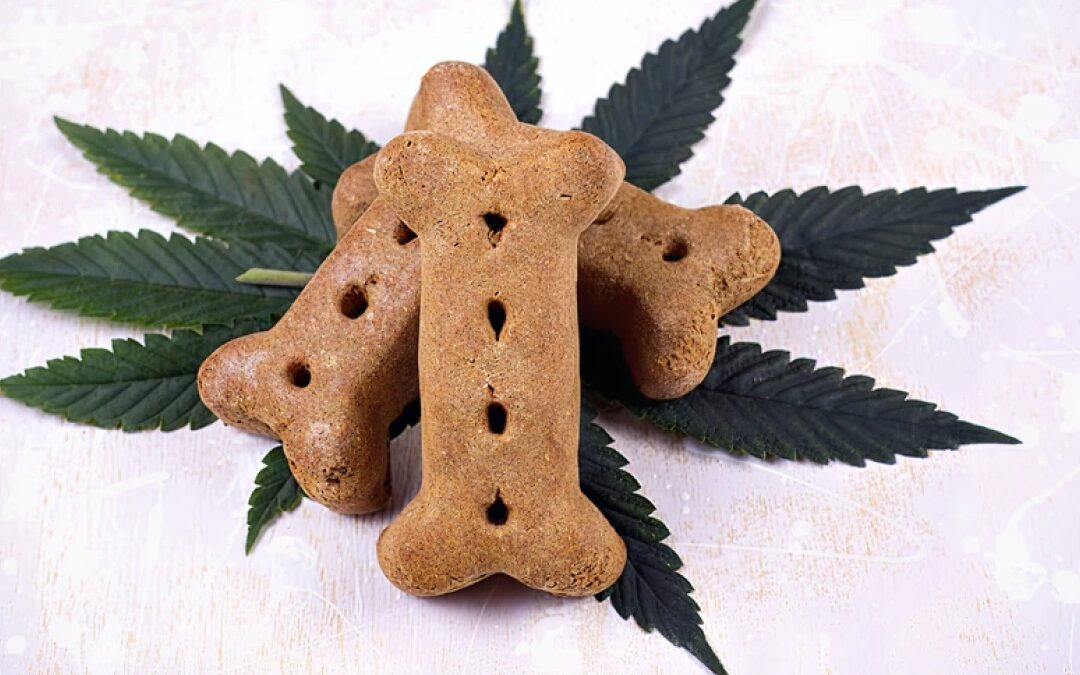 Pet Marijuana Toxicity