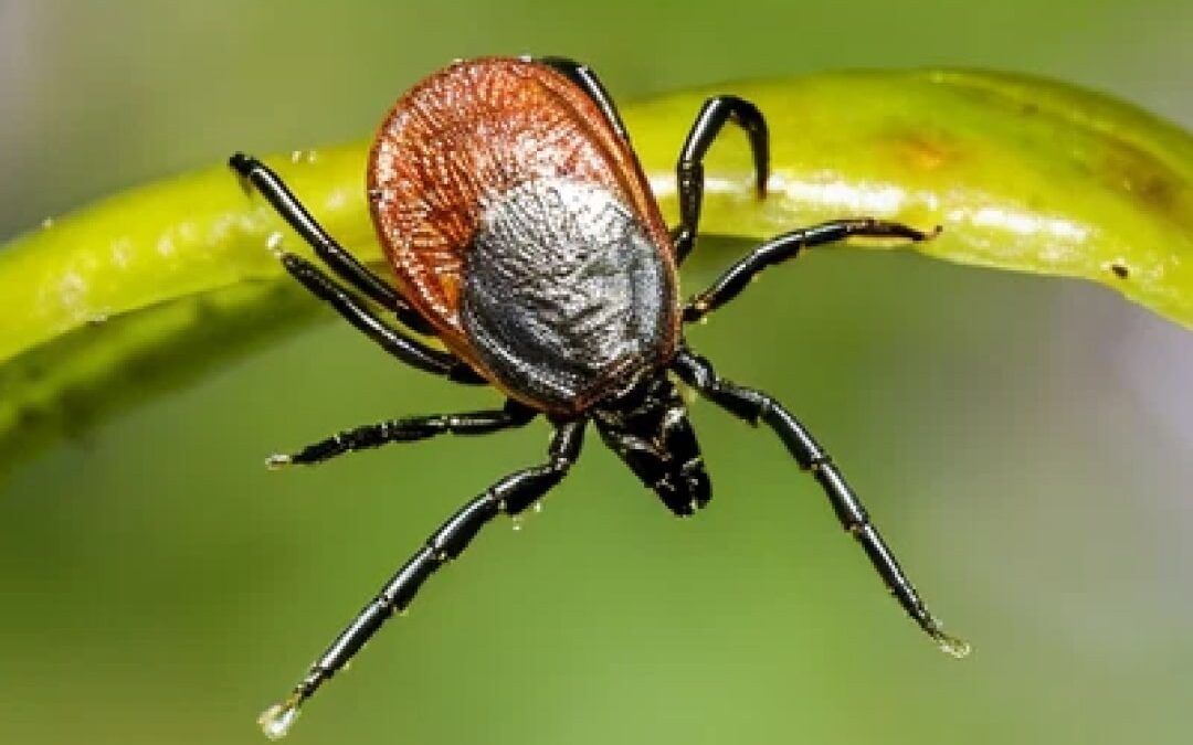 Ticks