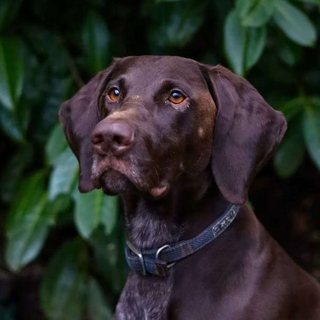 a brown dog sitting in front of a bush.