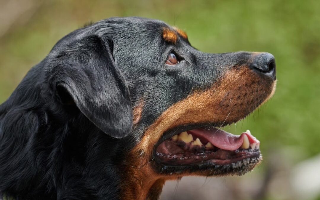 a close up of a black dog with its mouth open