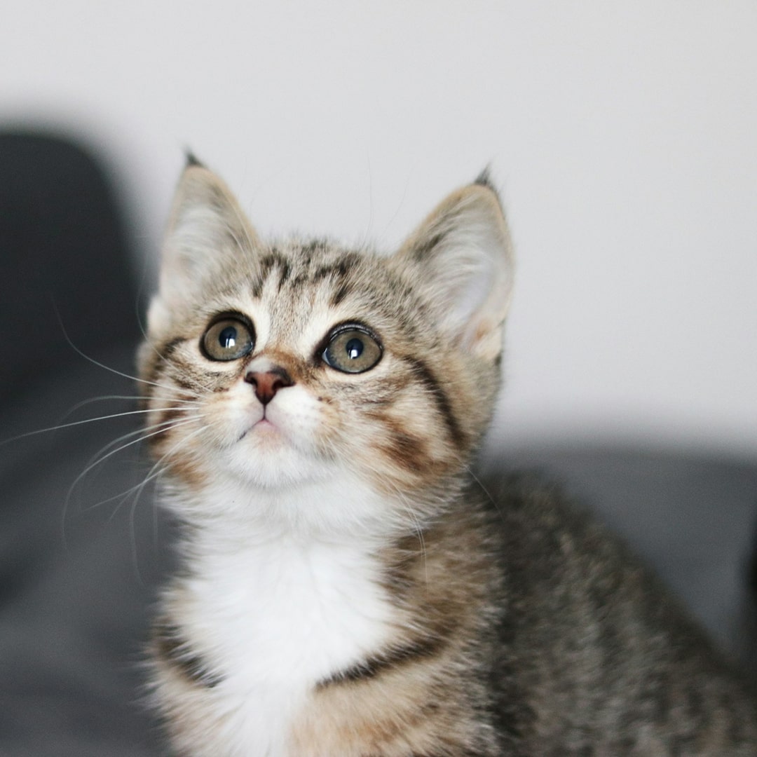 A close up of a tabby kitten.