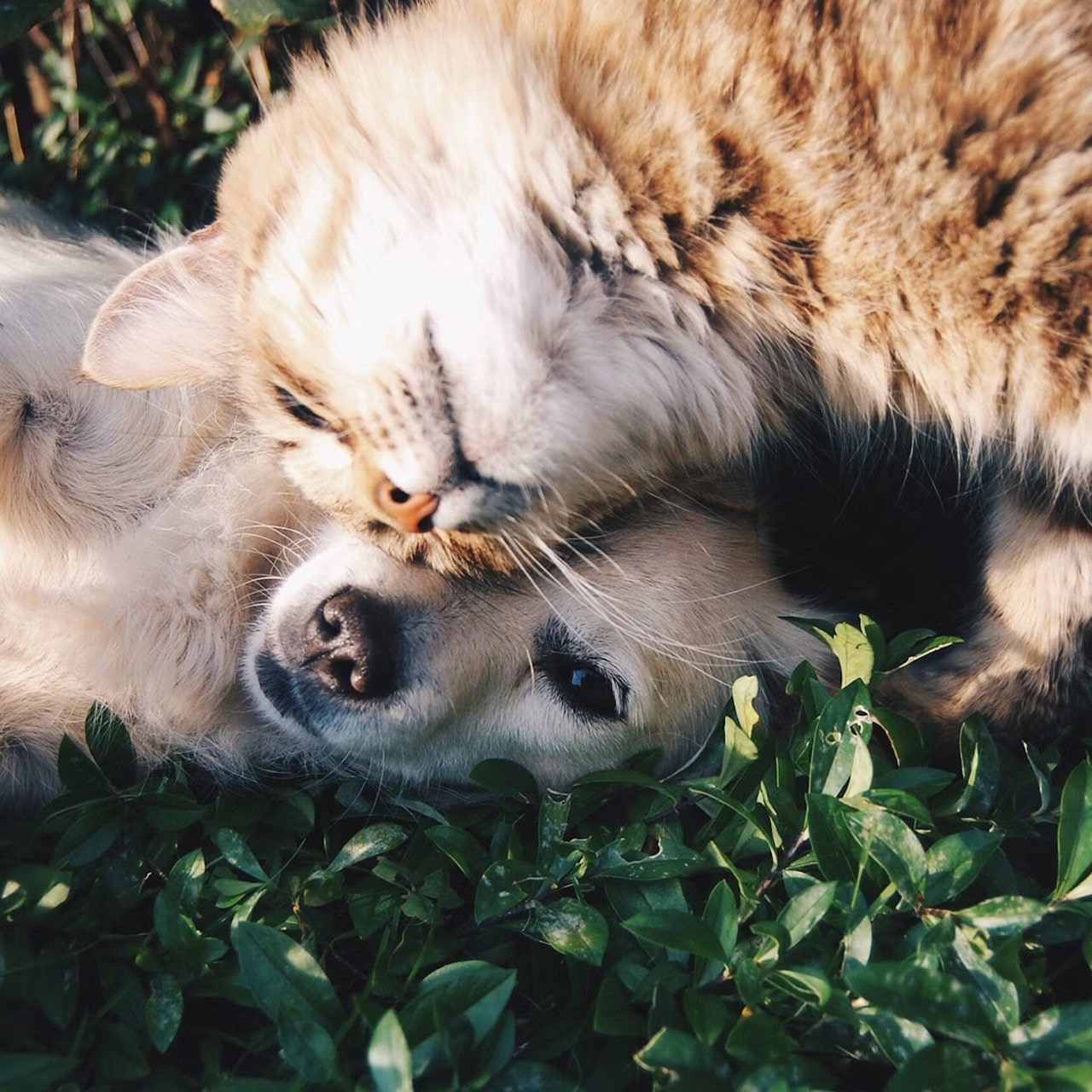 A tabby cat, possibly a Maine Coon or Siberian, resting its head on a golden retriever.