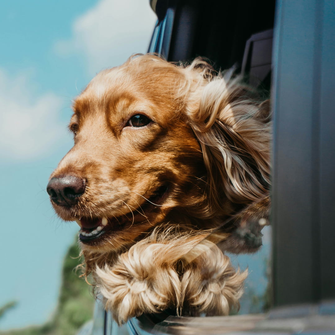 a light brown dog in car window.