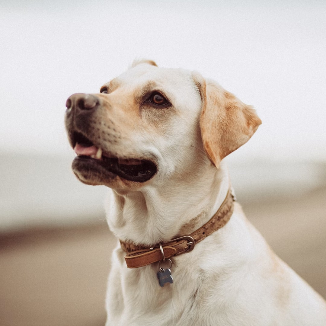 a white Labrador Retriever