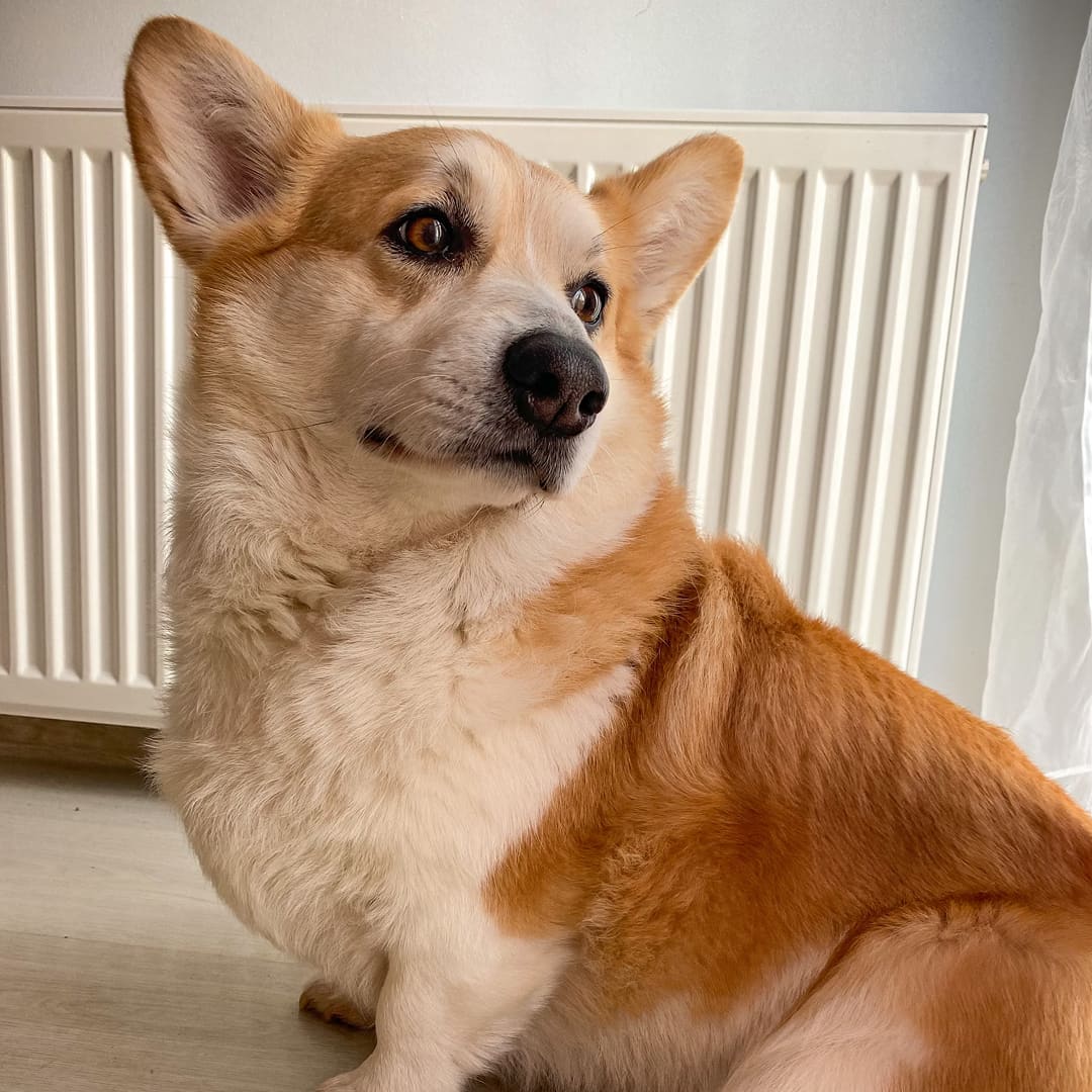A medium sized dog welsh corgi.
