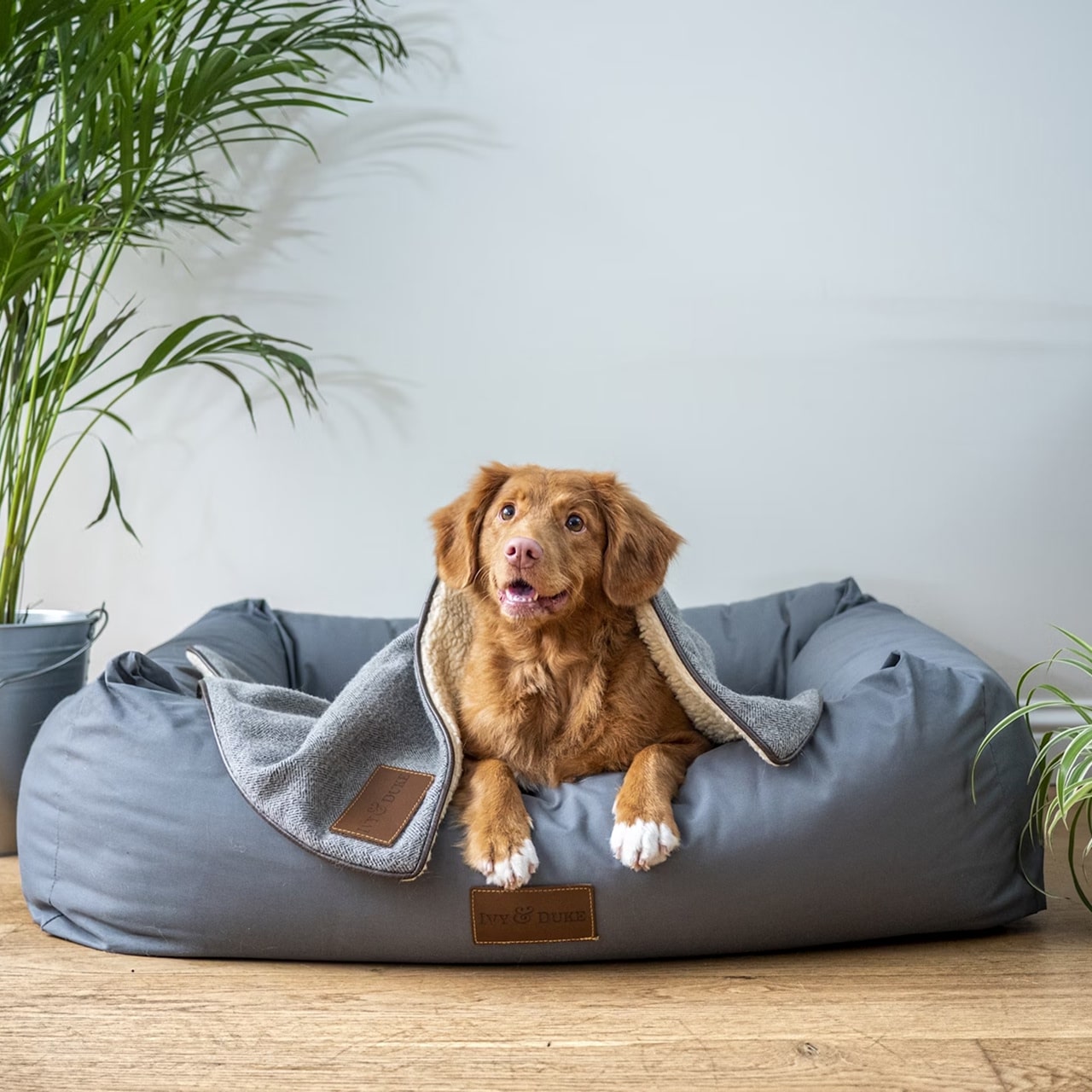 A medium-sized Nova Scotia Duck Tolling Retriever.