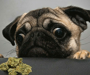 a small dog looking at Marijuana.