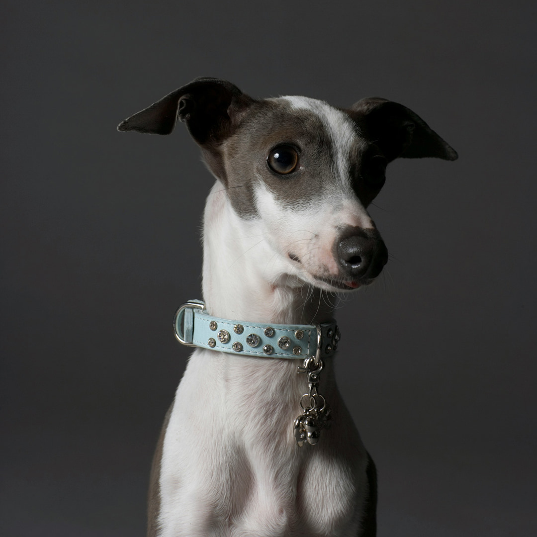 a small dog with a blue collar on.