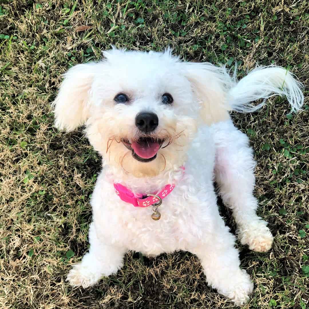 a small, Poodle white, fluffy dog
