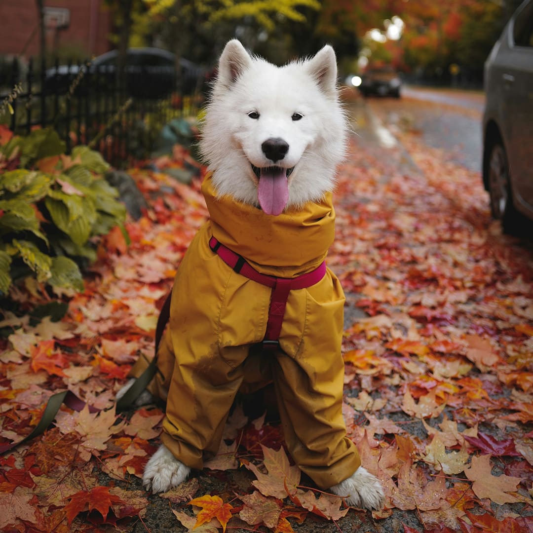 a white dog wearing a yellow rain coat.