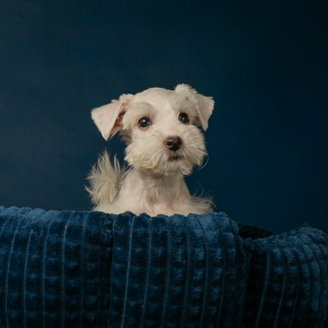 a white Miniature Schnauzer puppy sitting in a blue, plush dog bed.