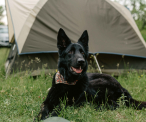 black-dog-setting-on-grass