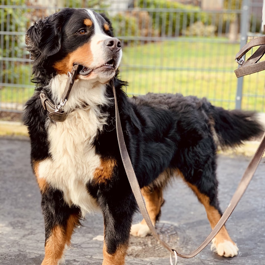 Black white and brown Bernese mountain dog.
