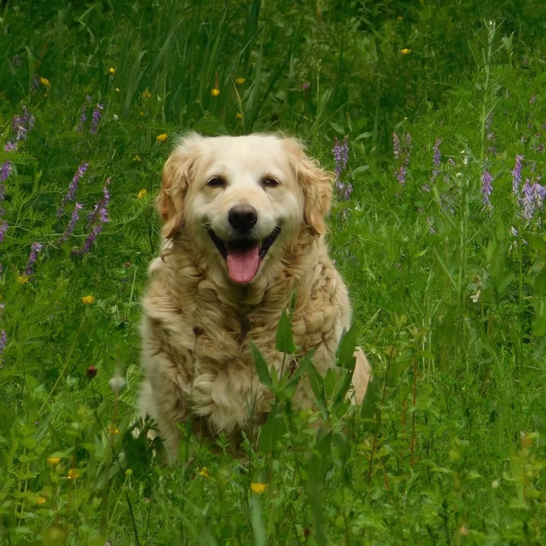 brown long coated dog close up photography
