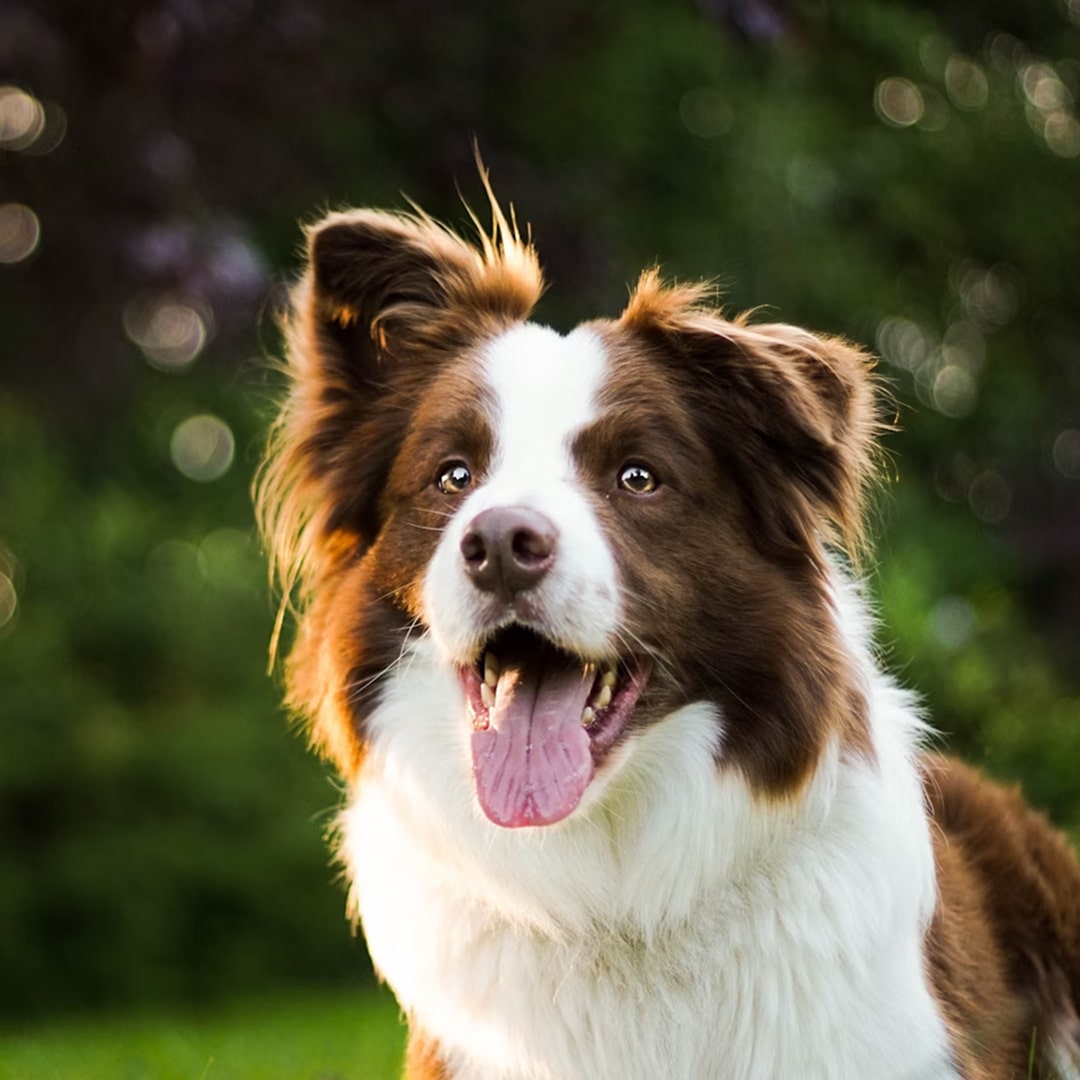 close up photography of adult brown and white border collie.