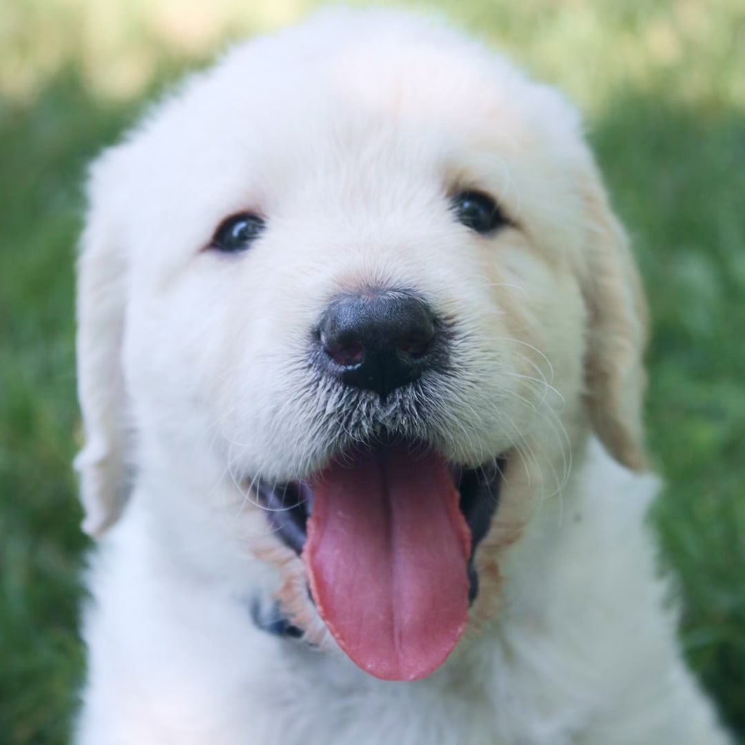 a Labrador retriever puppy.