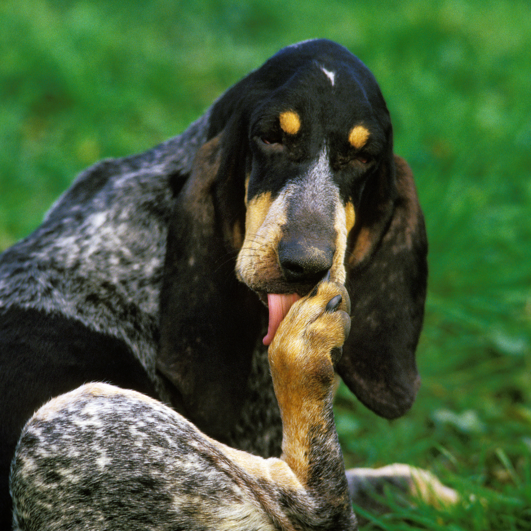 itchy dog licking its foot