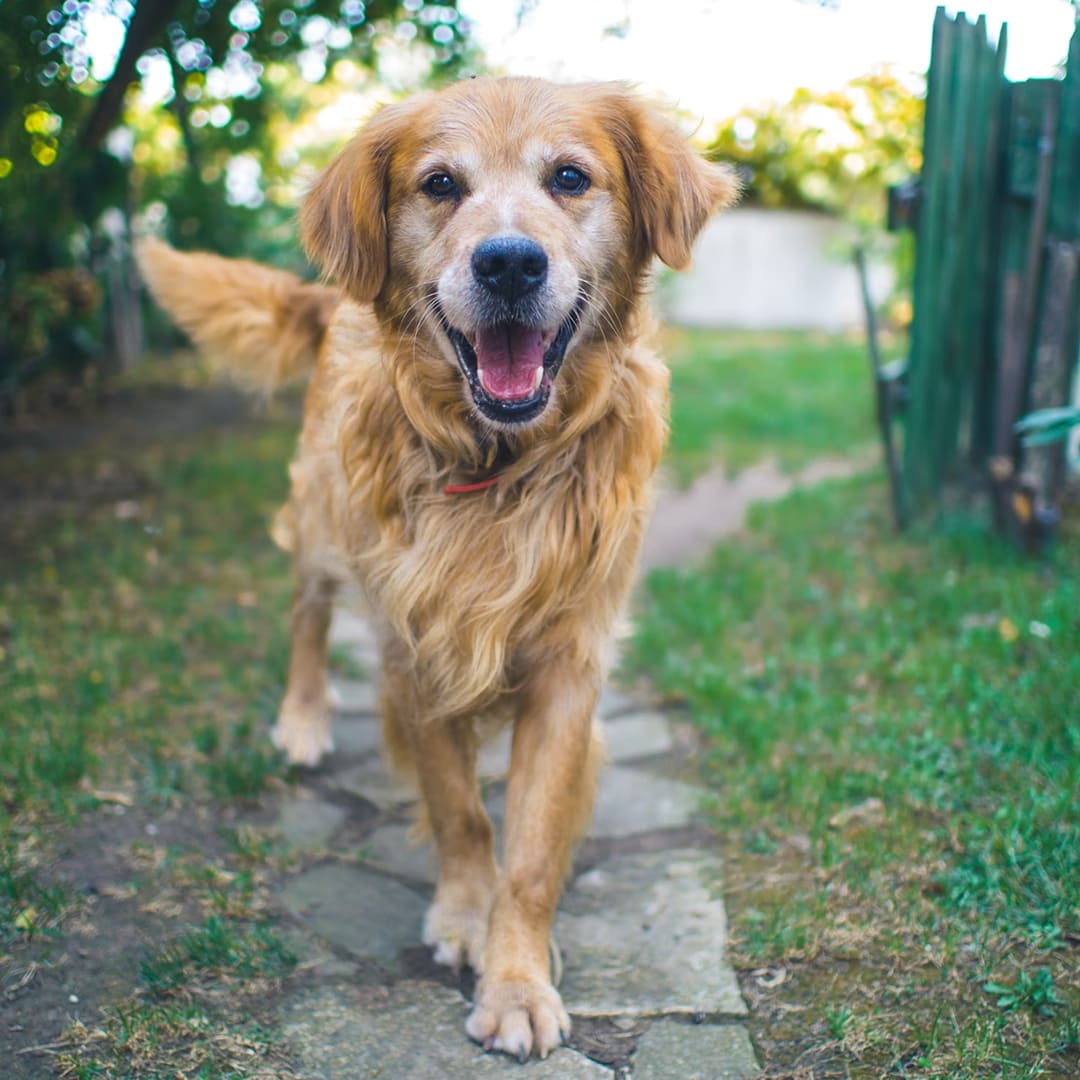 dog standing on pavement.