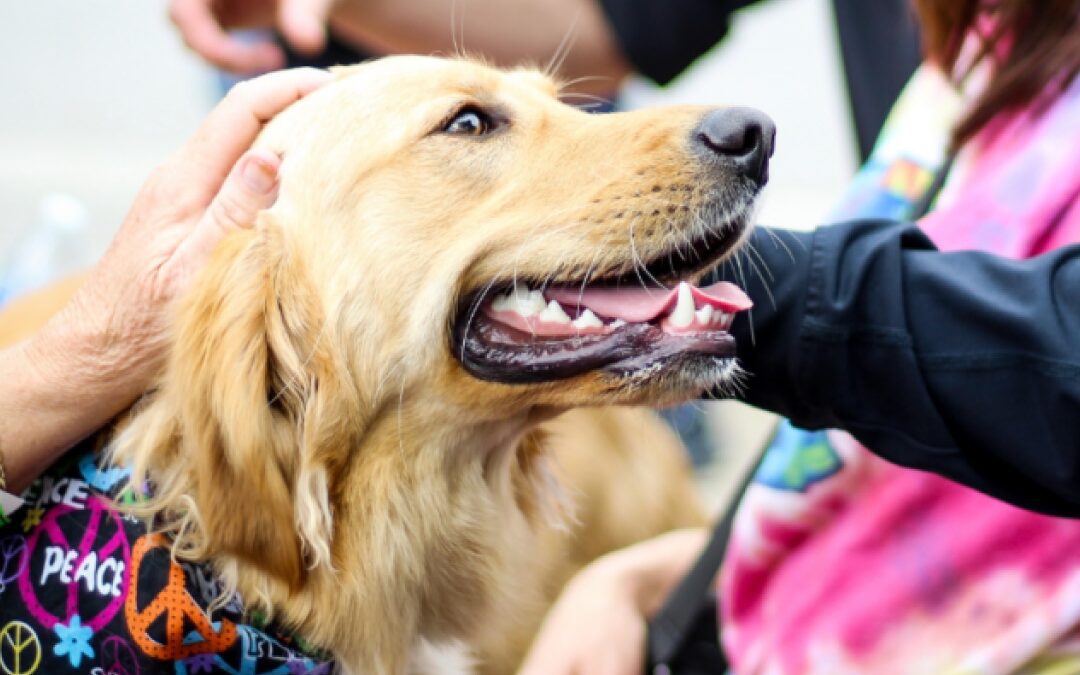several people petting dog