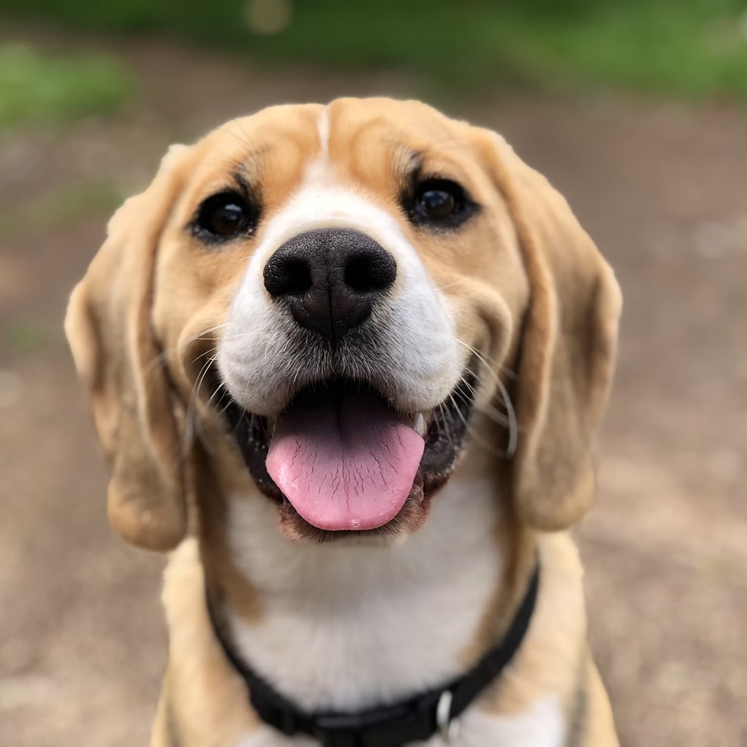 Dogs face.
