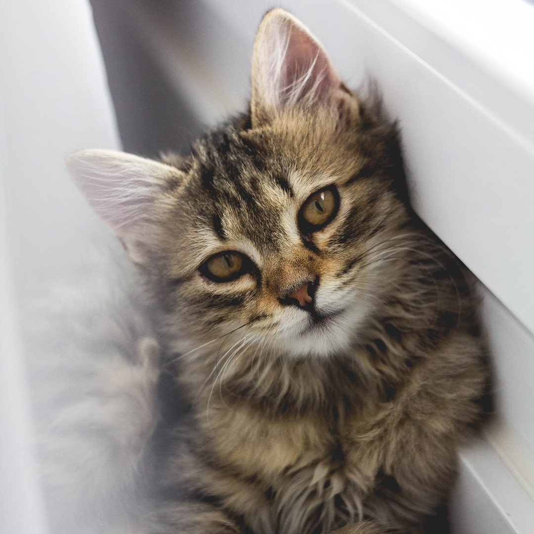 gray tabby kitten leaning on white wall.