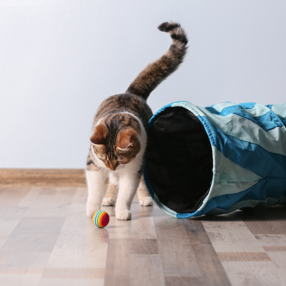 cat playing with a toy
