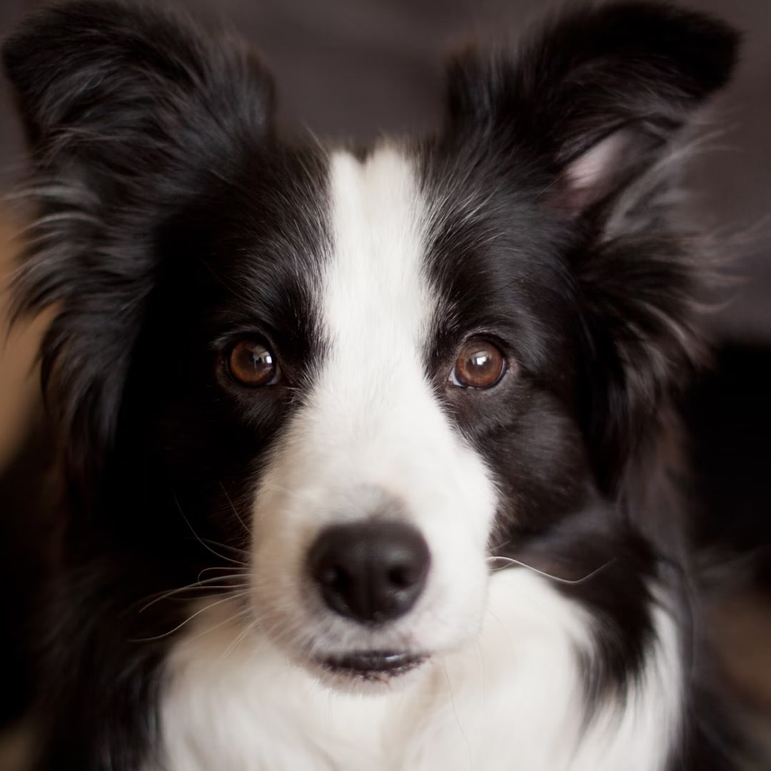 long coated white and black dog closeup photo.