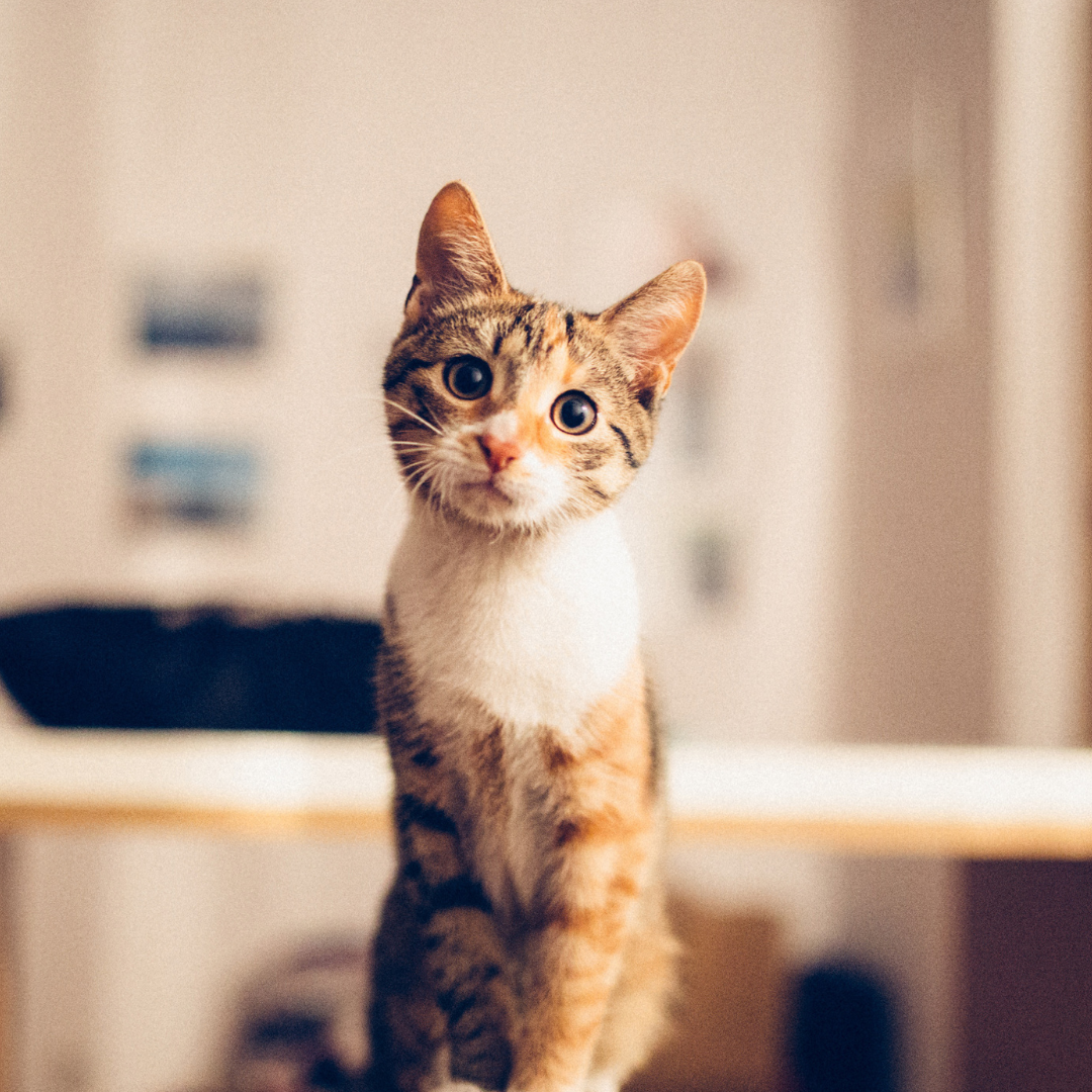 kitten sitting on a counter