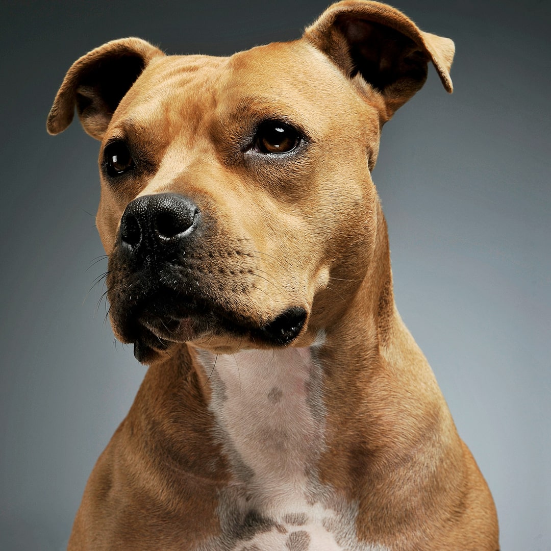 portrait of an adorable American Staffordshire.