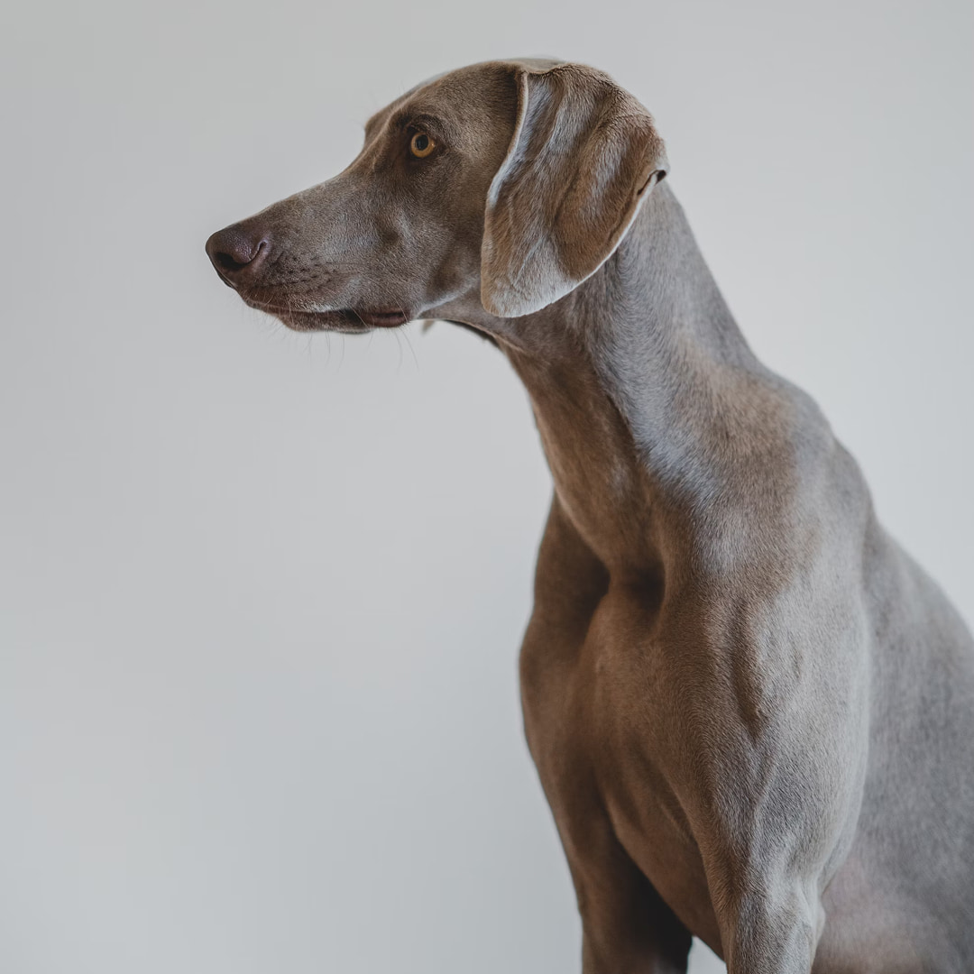 short-coated-gray-dog.