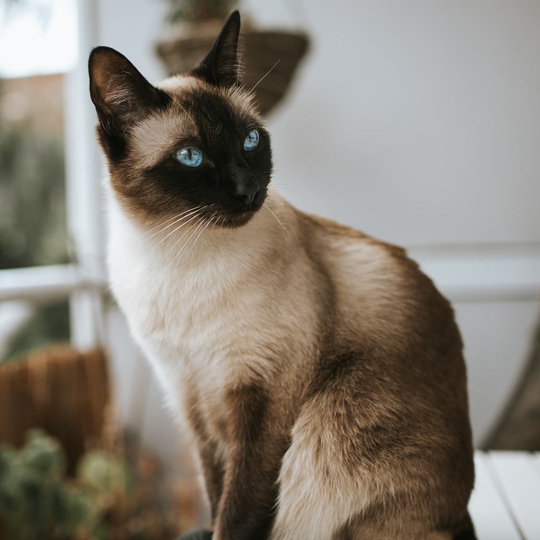 Siamese cat