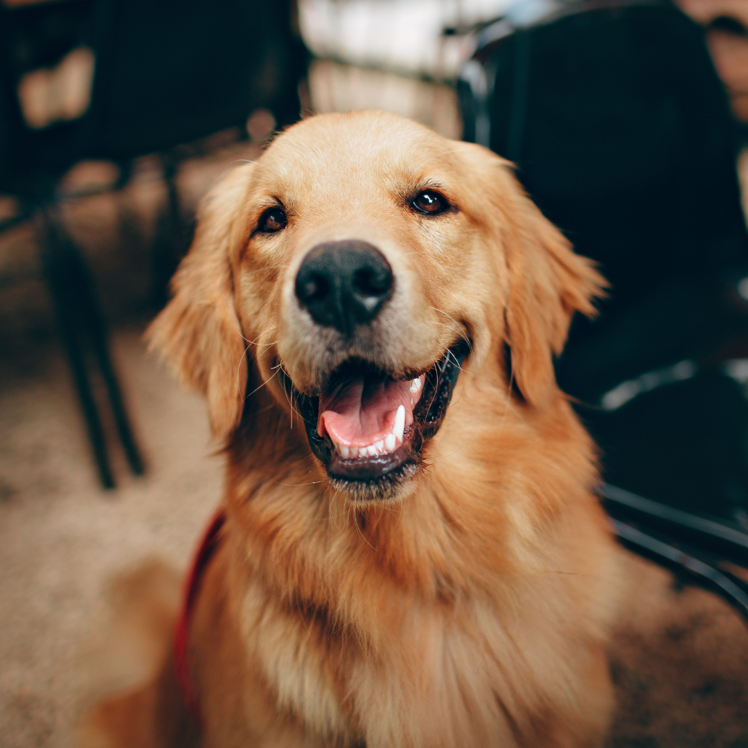 dog smiling