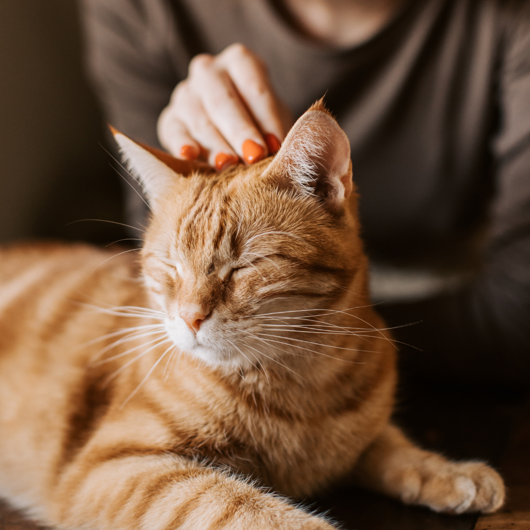 person petting a cat