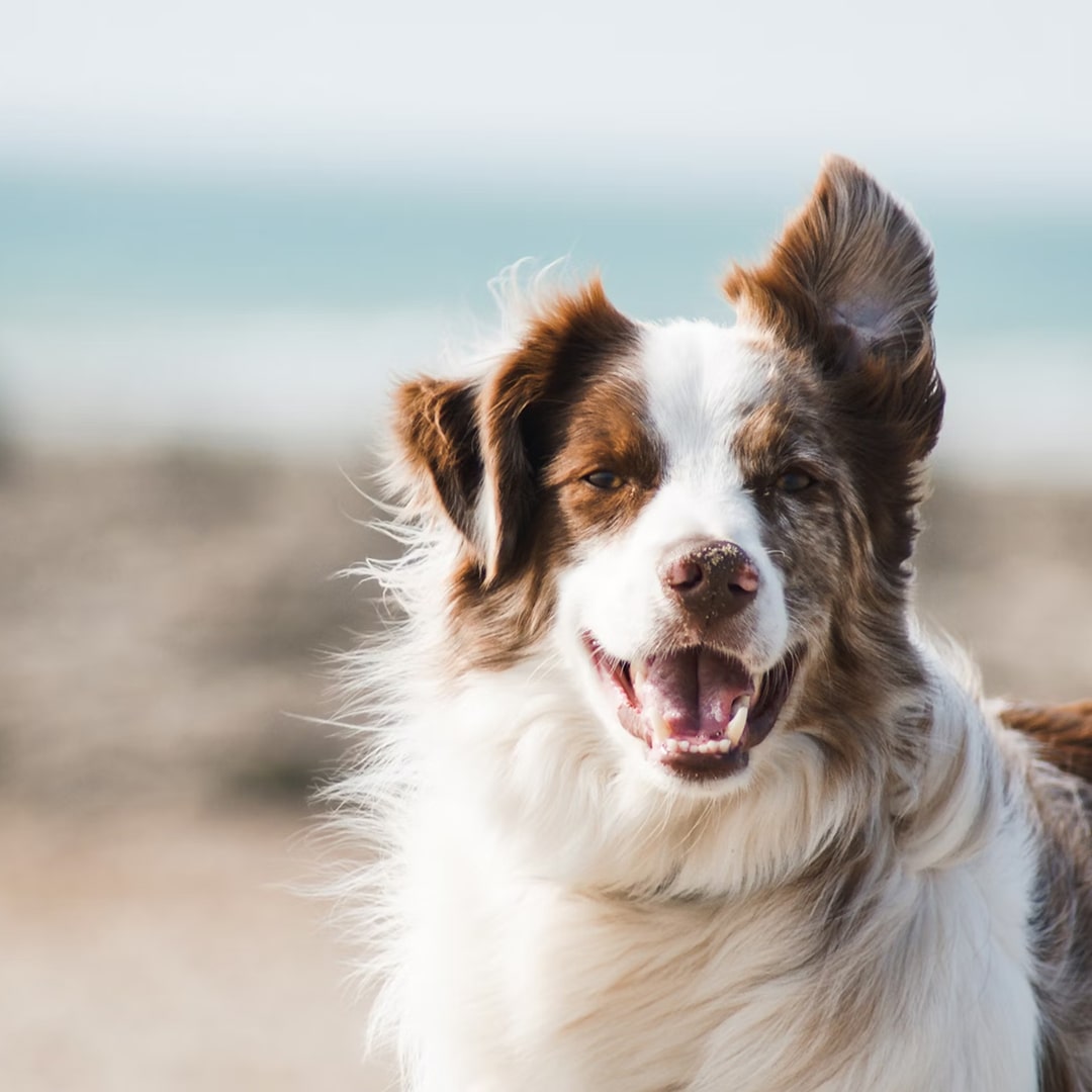 a close up of a dog with its tongue out.