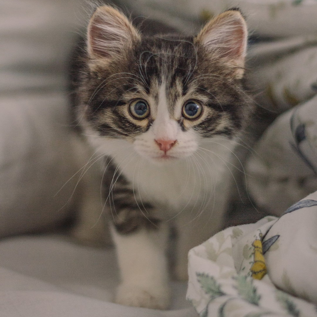 white and gray kitten on-bed.