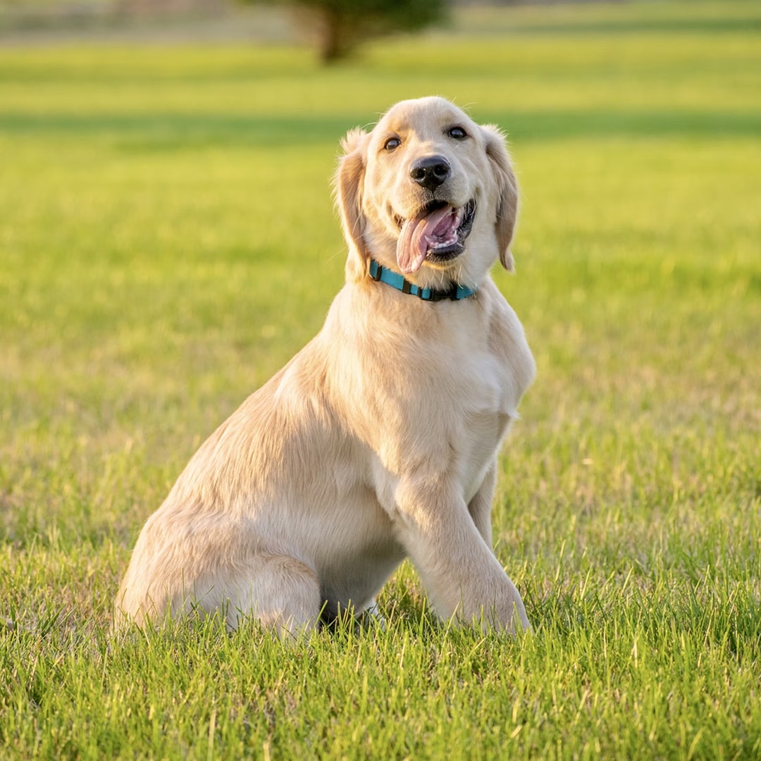 yellow Labrador retriever puppy on green grass field.