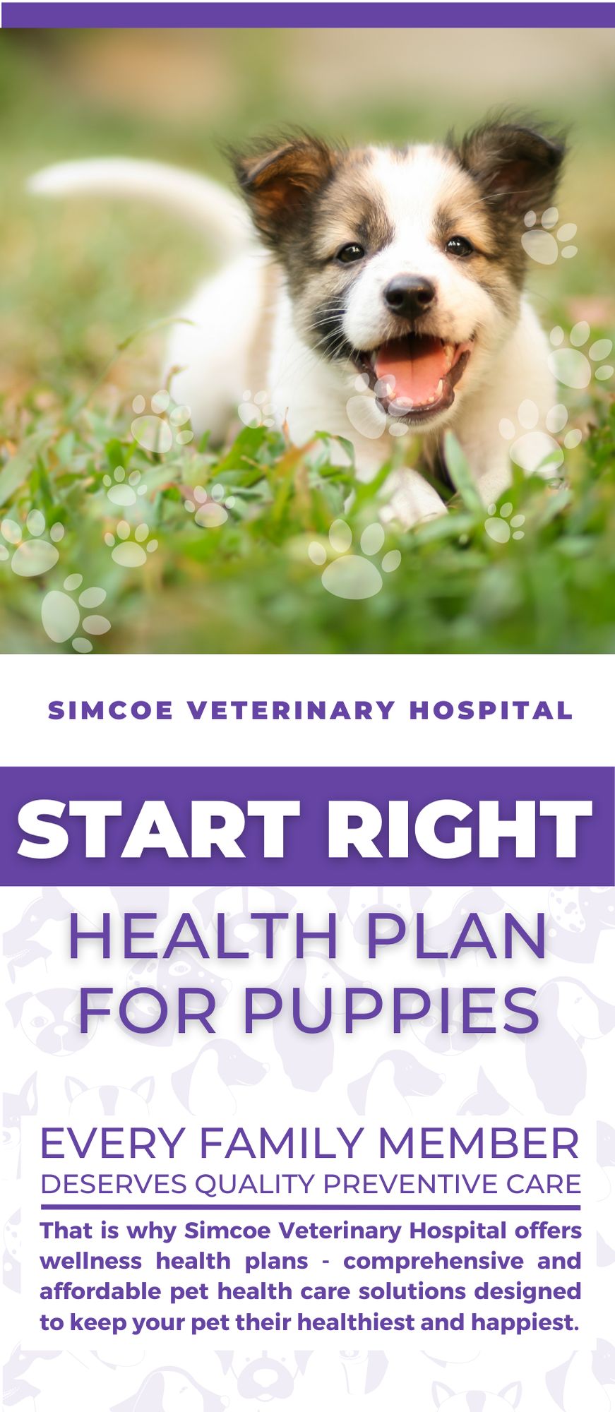 Health Plan for cat