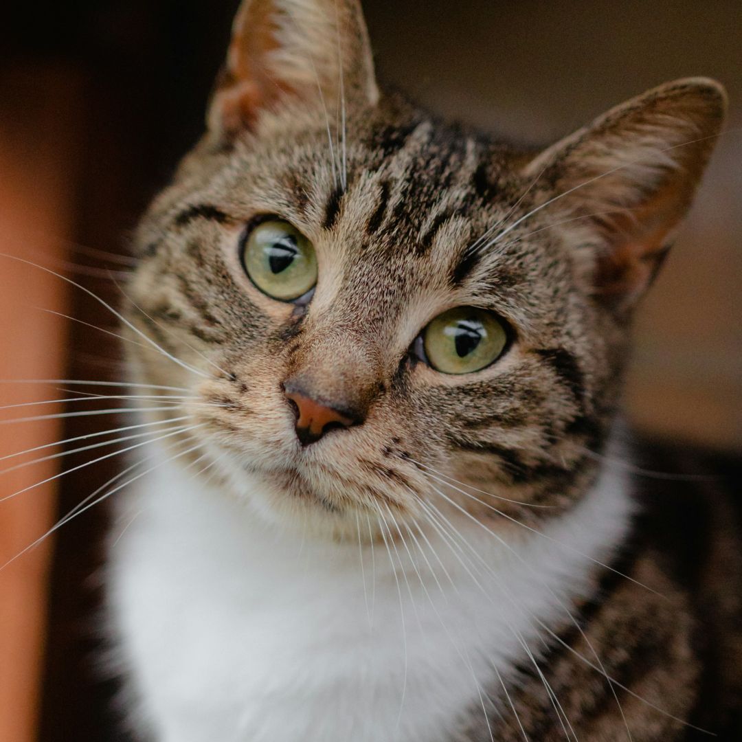 close up of a cat looking at the camera