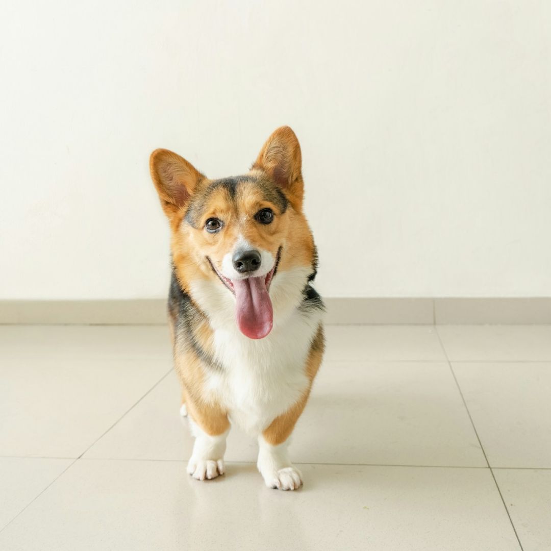 dog standing on a tile floor with its tongue out