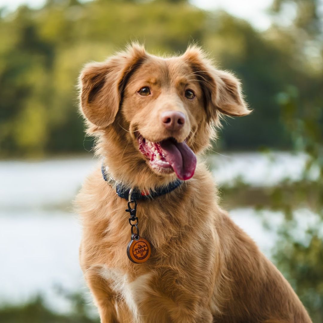 brown long coated dog sitting outside with tongue out