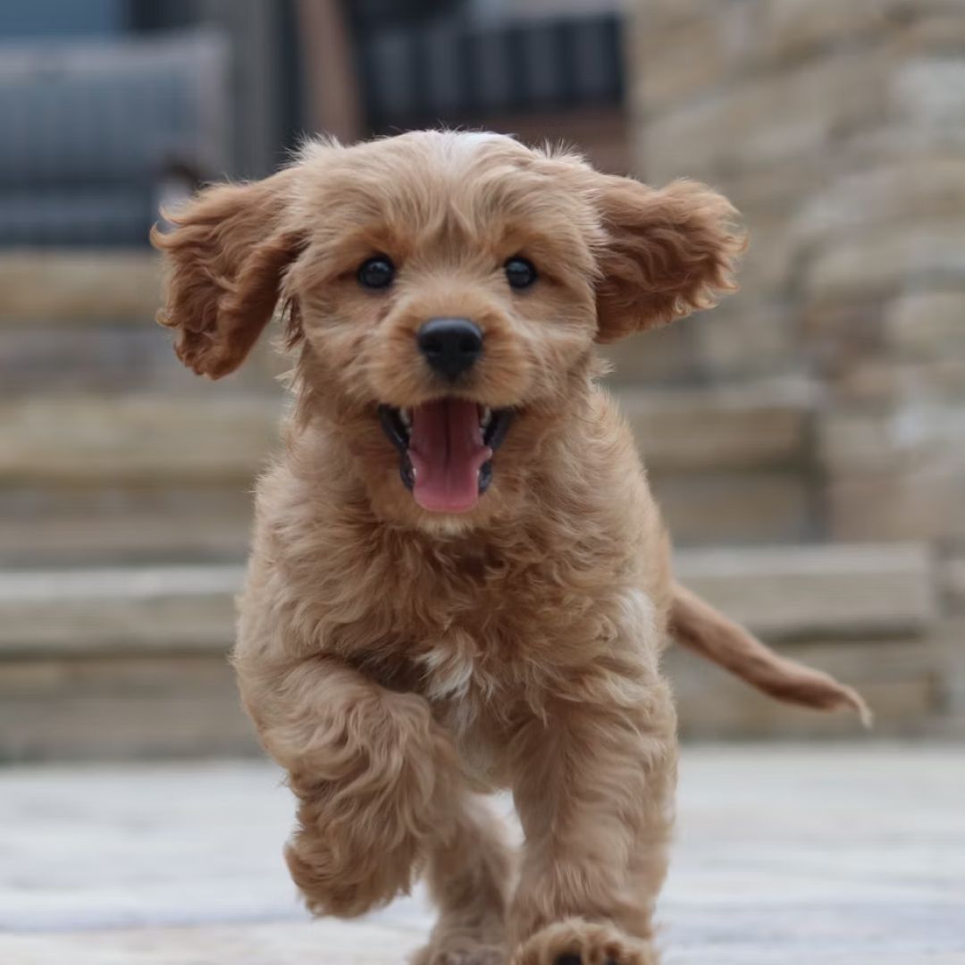 long coated brown puppy running on sidewalk