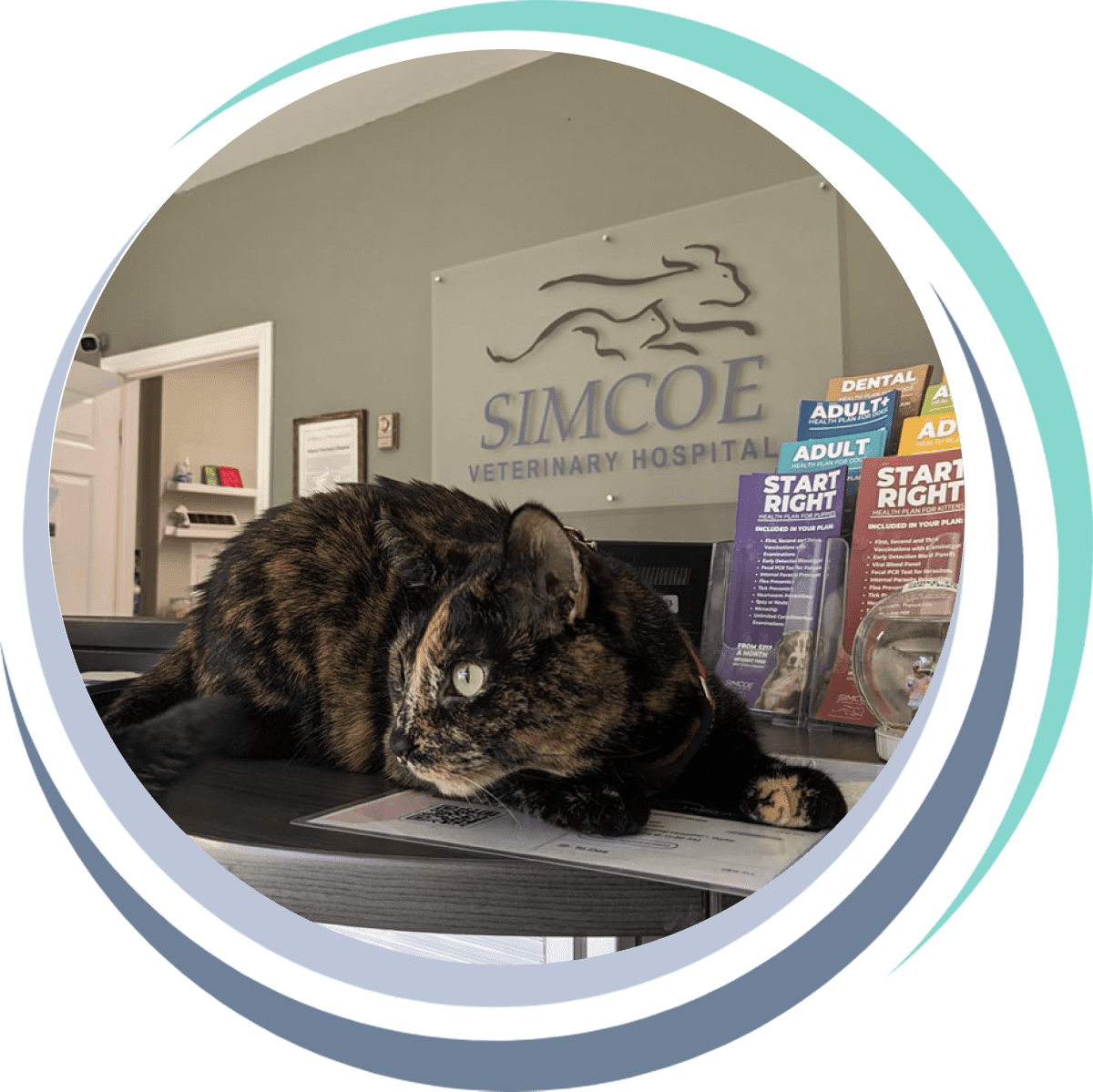 simcoe-header-image A cat sitting on a table